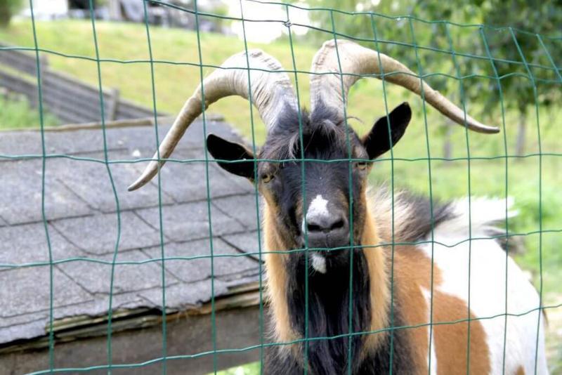 ホテル Le Camping Grand Cerf Gimouille エクステリア 写真